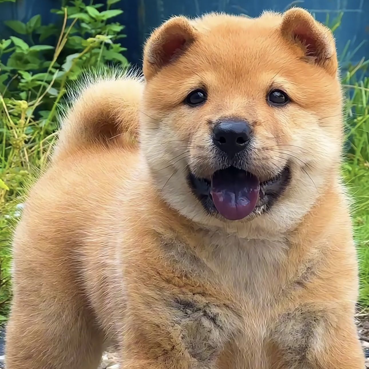 黄狗幼犬中华田园犬家养广西土猎犬便宜狗崽土狗活物巡山犬狩活泼