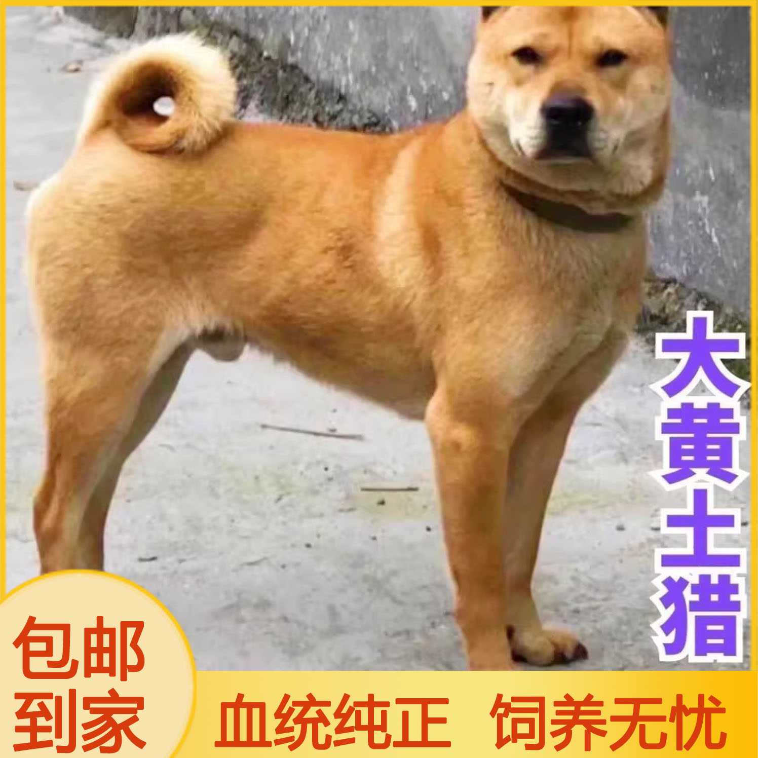 黄狗幼犬本地看门狗虎头活泼小崽可爱广西土猎犬巡山犬长毛狗聪明
