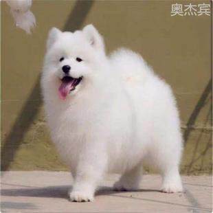 萨摩耶犬幼犬狗狗活物纯白色宠物狗小狗崽微笑天使萨摩耶大白狗