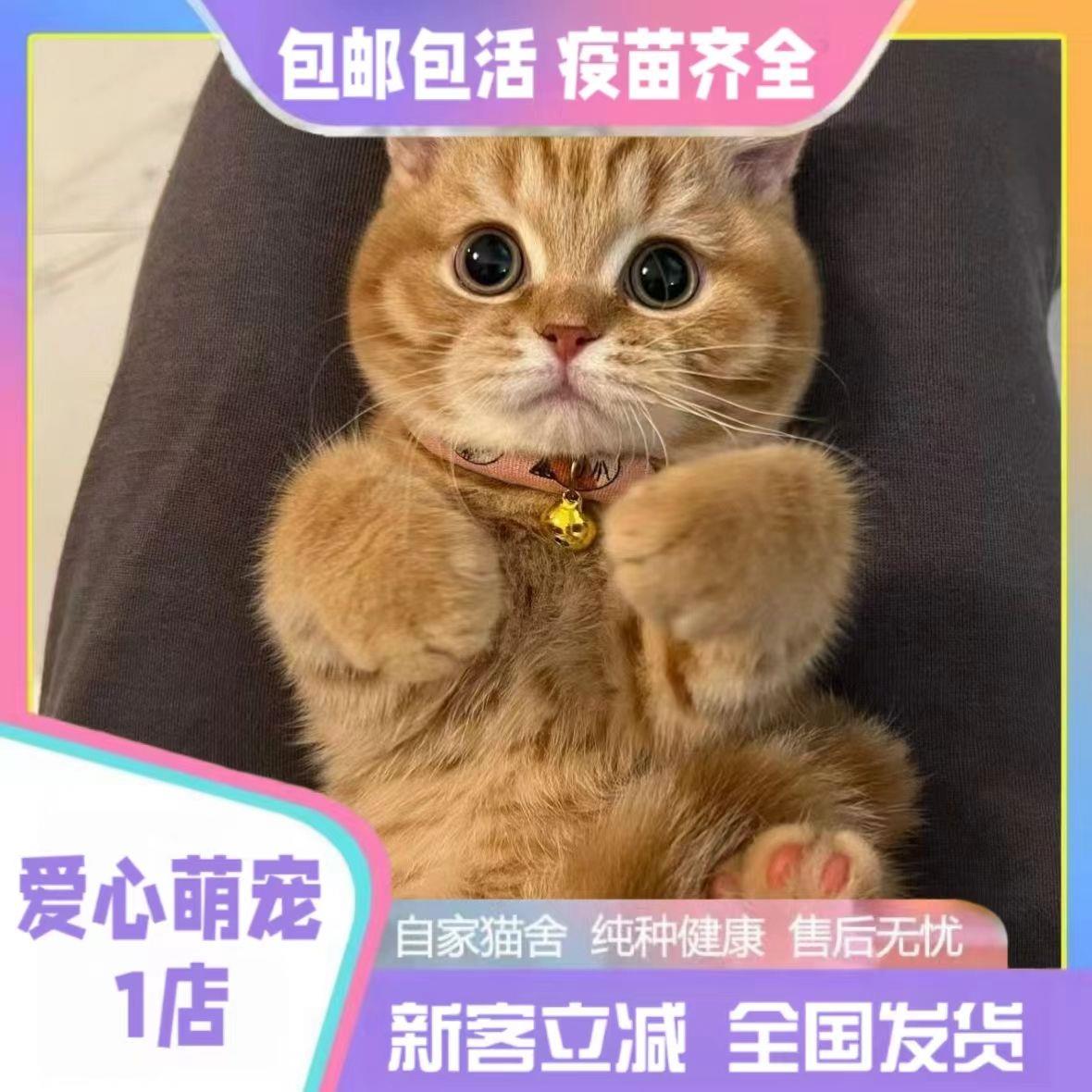 中华田园猫活体小猫咪