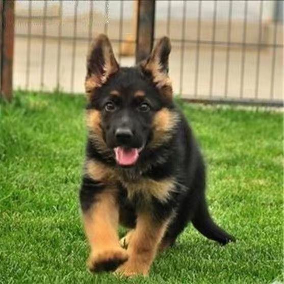德国牧羊犬德牧幼犬两个月平背大型军犬警犬小狼狗狗狗活物幼崽狗