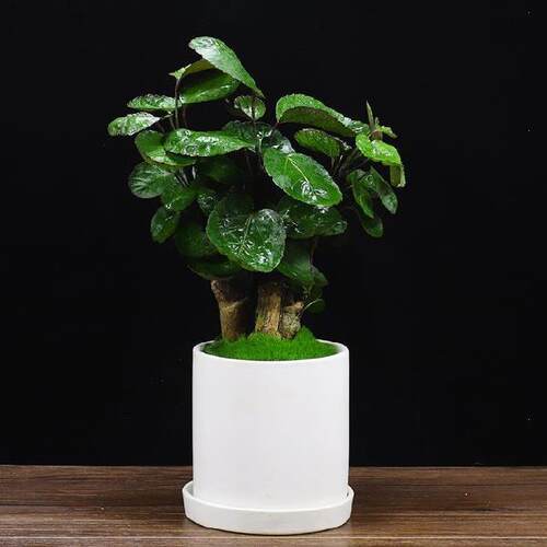 户外花草素材模板 户外花草图片下载 小麦优选