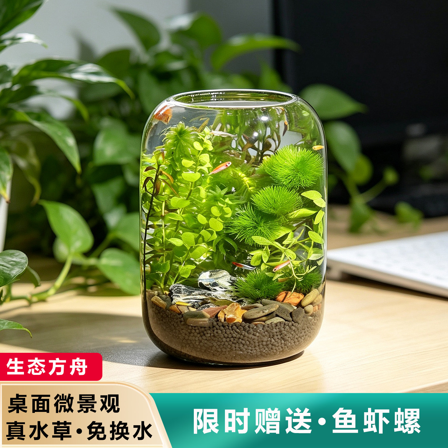 免换水玻璃微景观鱼缸情侣礼物图片