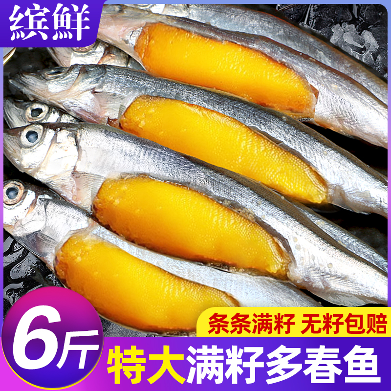 满籽特大多春鱼6斤新鲜无籽包赔