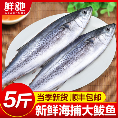 大鲅鱼新鲜活鲐鲅鱼马鲛鱼大整条冷冻青花鱼马友鱼海鲜马交鱼批发