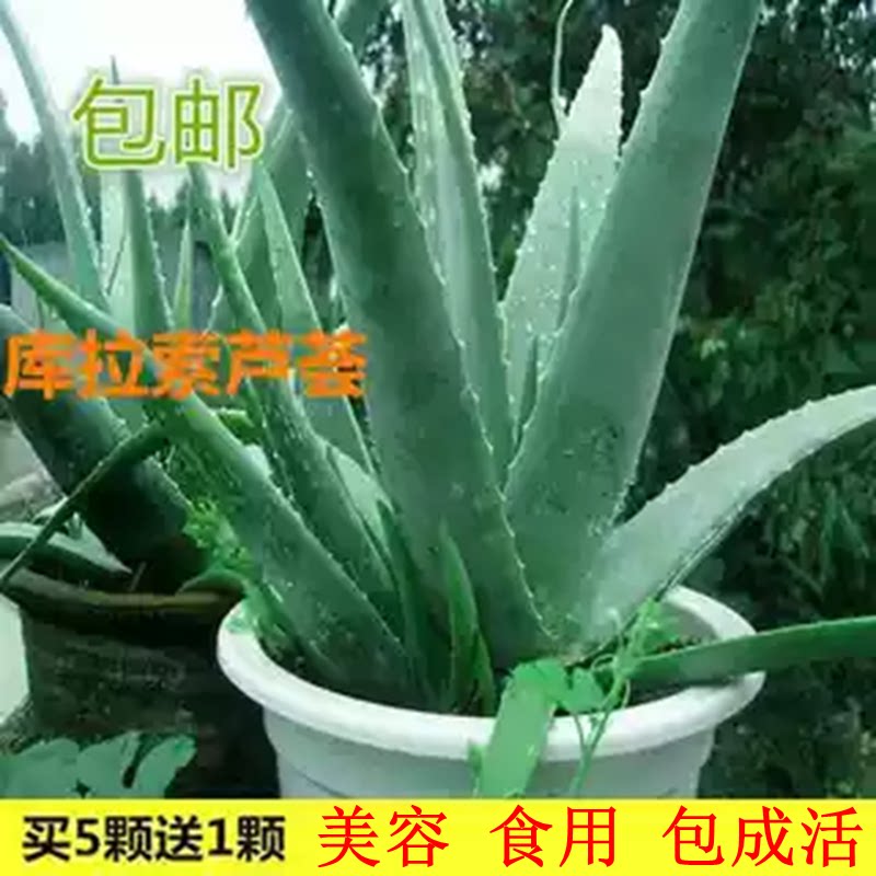 库拉索芦荟美容补水芦荟盆栽可食用芦荟植物芦荟灌肤叶片芦荟苗