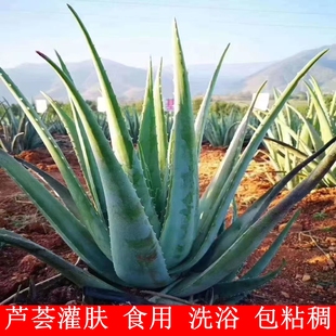 库拉索芦荟盆栽美容院灌肤专用叶片植物可食用芦荟洗浴护肤苗绿植
