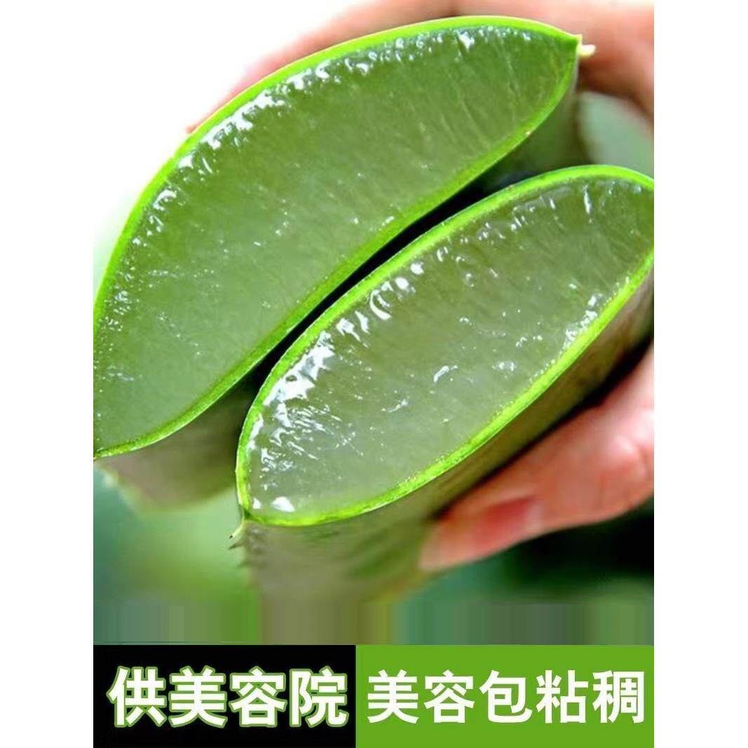 库拉索芦荟叶片美容院灌肤专用可敷脸美容芦荟新鲜可食用芦荟盆栽
