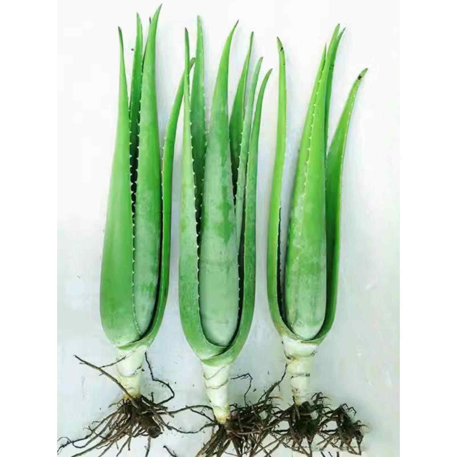 美容院库拉索芦荟苗盆栽多肉植物美容灌肤补水食用可食用芦荟绿植