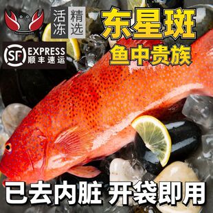 东星斑新鲜鲜活深海燕尾斑冷冻冰鲜东星斑海鲜水产石斑鱼海鱼特大