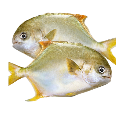 金鲳鱼特大鲳鱼鲜活新鲜冷冻海鱼金昌鱼平鱼银鱼白鲳鳊鱼冰鲜顺丰