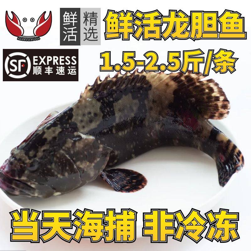 龙胆鱼石斑鱼鲜活特大非冷冻生鲜海鲜水产龙趸青石斑老鼠斑老虎斑,水产肉类/新鲜蔬果/熟食,斑鱼,淘宝优惠券,粉丝福利购,淘宝优惠卷