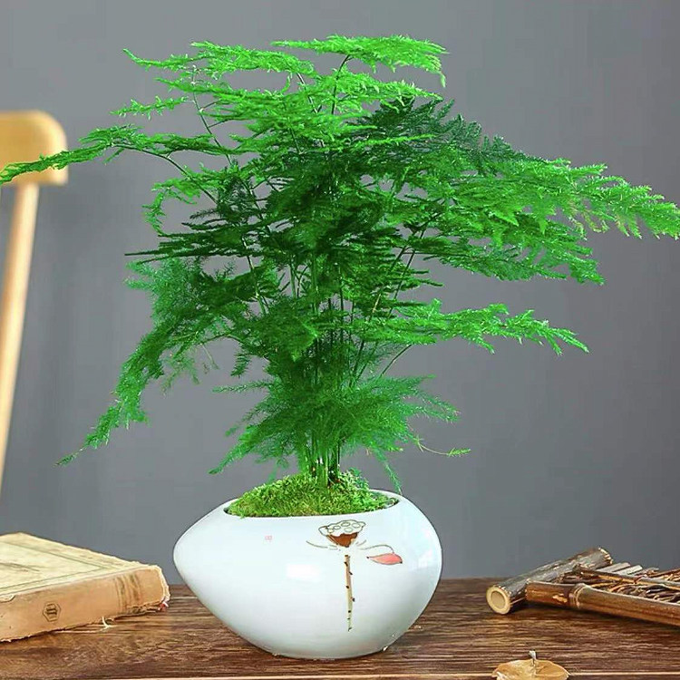 精品文竹盆栽植物室内办公室水培小绿植花卉大全盆景四季常青好养