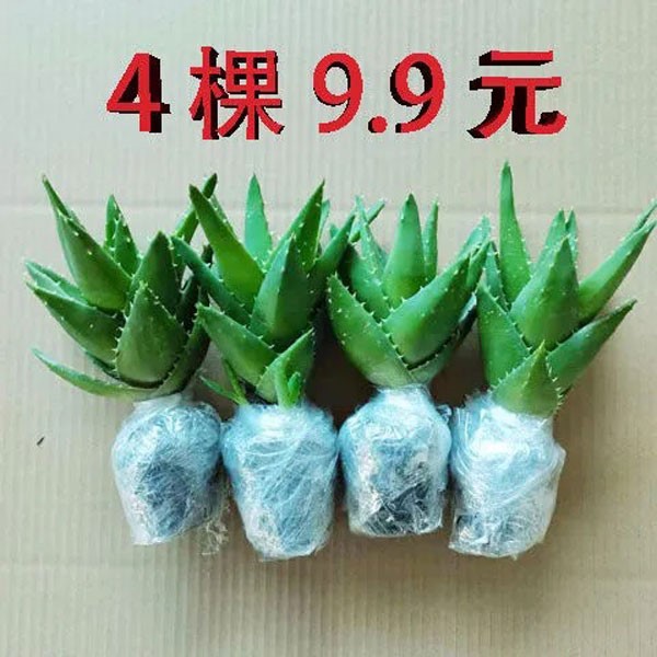 芦荟不夜城多肉植物室内外