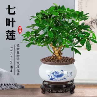 七叶莲盆栽生肖虎植物四季绿植办公室内客厅旺宅老桩盆景鸭脚木