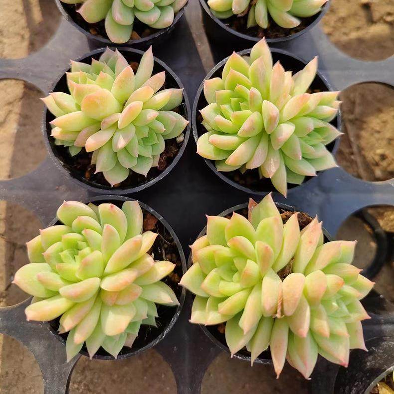 一物一拍多肉植物麦秆女王雪天使冰玉精品肉肉稀有品种花卉盆栽