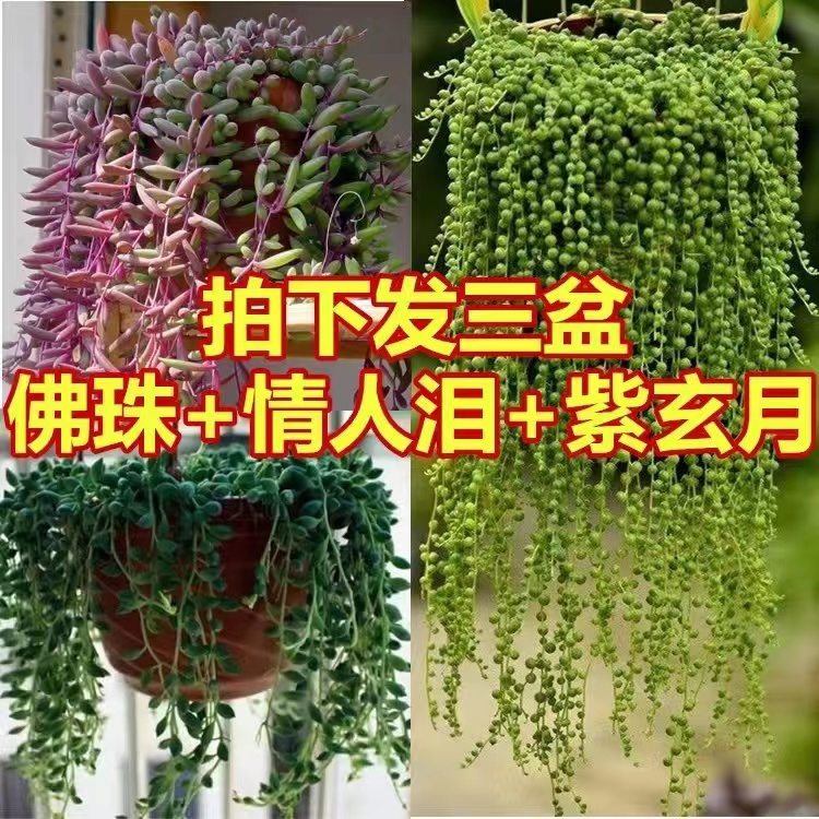 垂吊多肉植物佛珠紫玄月情人泪吊兰盆栽室内阳台吊篮肉肉花卉绿植