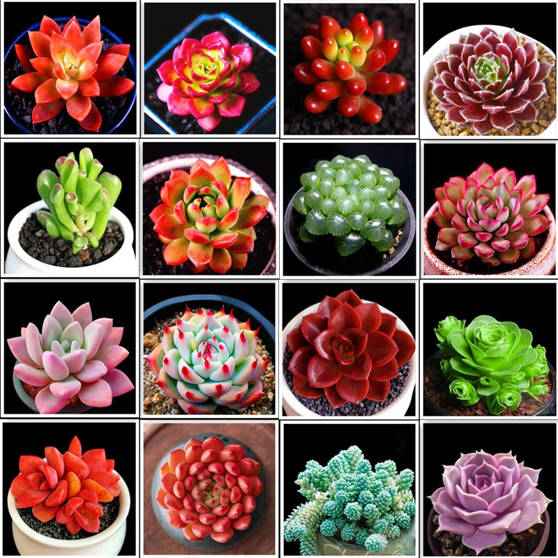 新手套餐多肉植物室内盆栽精品多肉稀有品种花卉老桩大颗好养肉肉