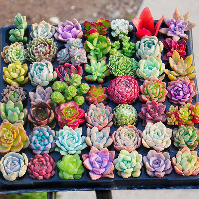 多肉植物室内盆栽大颗精品稀有品种花卉绿植好养高级贵货老桩肉肉