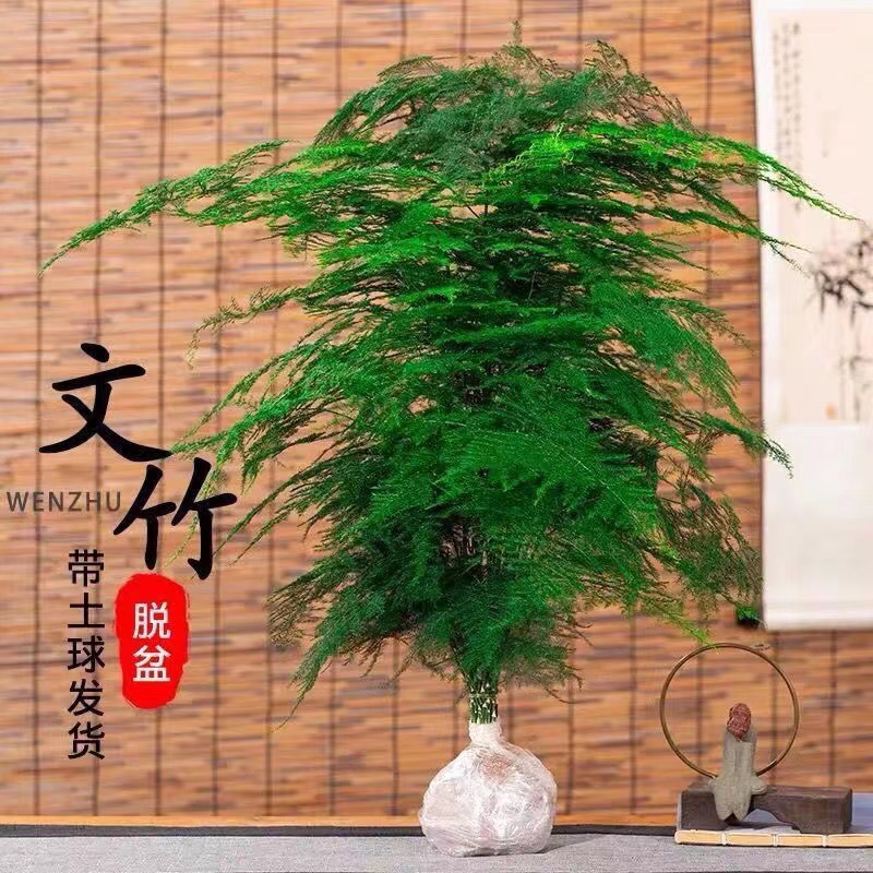 文竹盆栽植物办公室内绿植花卉客厅特大棵文竹苗矮生高端云竹盆景