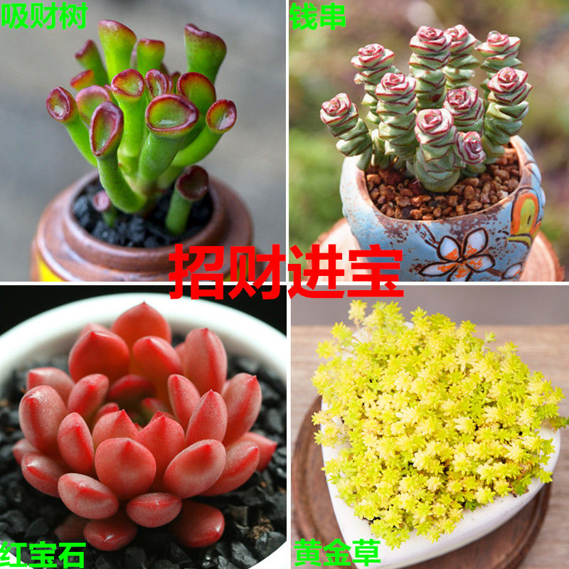 多肉植物组合盆栽大颗稀有品种