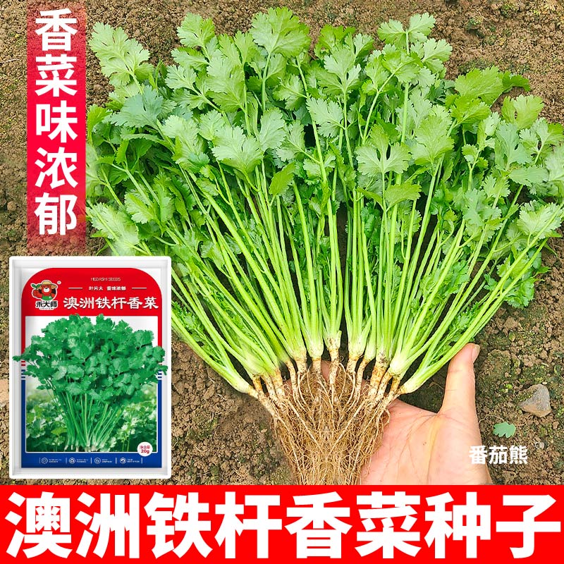 正宗澳洲铁杆香菜种子香味浓郁耐热耐寒大叶蔬菜种子阳台盆栽播种