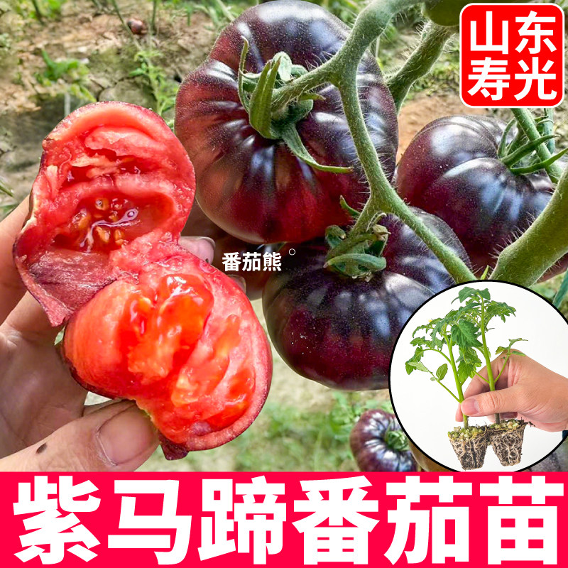 正宗沙瓤紫马蹄番茄种子苗秧紫元帅甜开胃酒红千禧丑柿子红黄马蹄