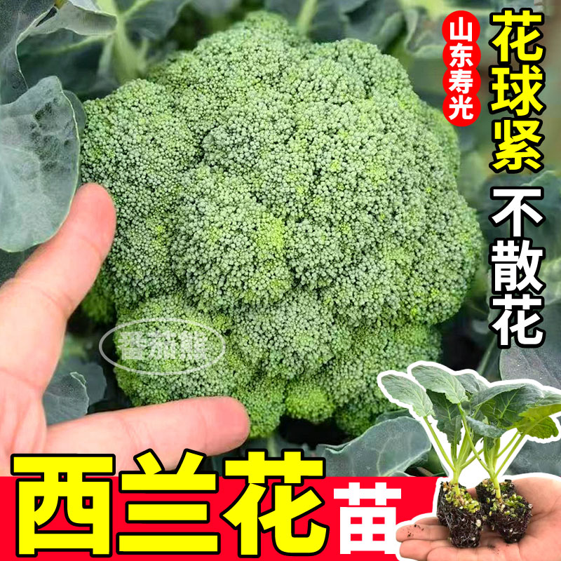 高产西兰花苗秧庭院种植青梗松花菜紫晶花菜种子阳台盆栽带土球
