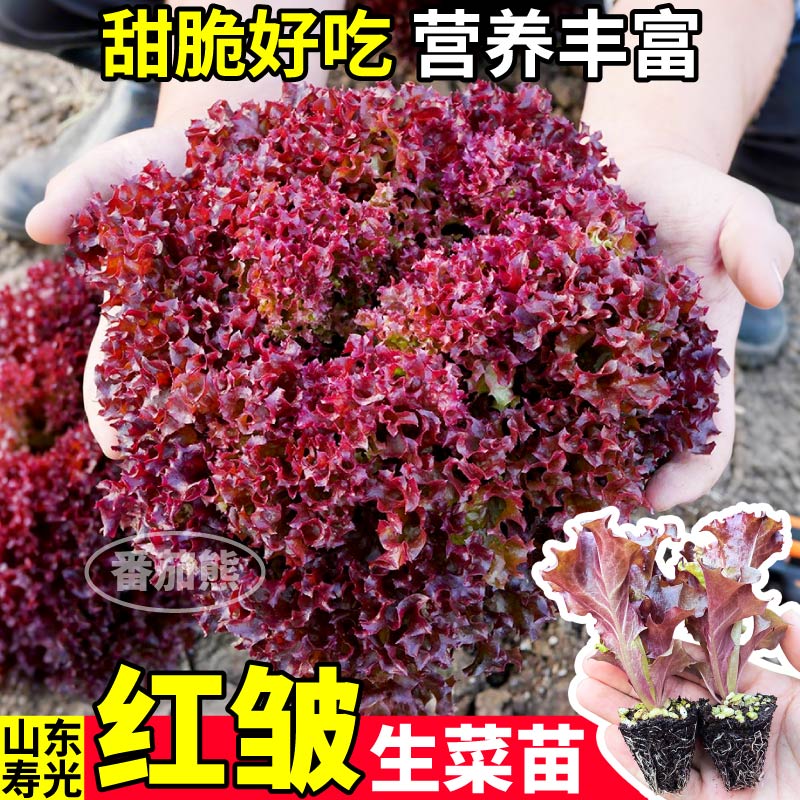 红皱生菜苗秧高产脆嫩结球大速意大利奶油生菜种子阳台庭院盆栽