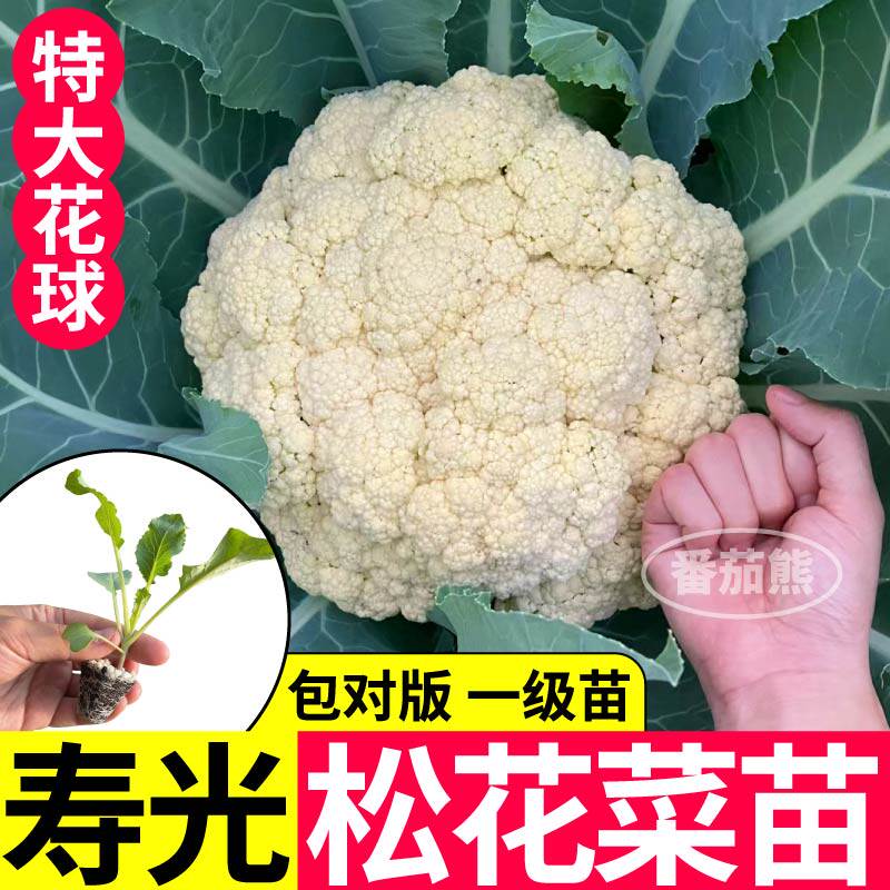 包对版寿光松花菜秧苗青梗花球大花椰菜紫菜花西兰花种子盆栽小院