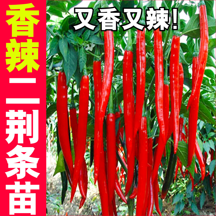 香辣四川二荆条苗秧种子四季盆栽阳台春秋高产青红线椒蔬菜籽寿光