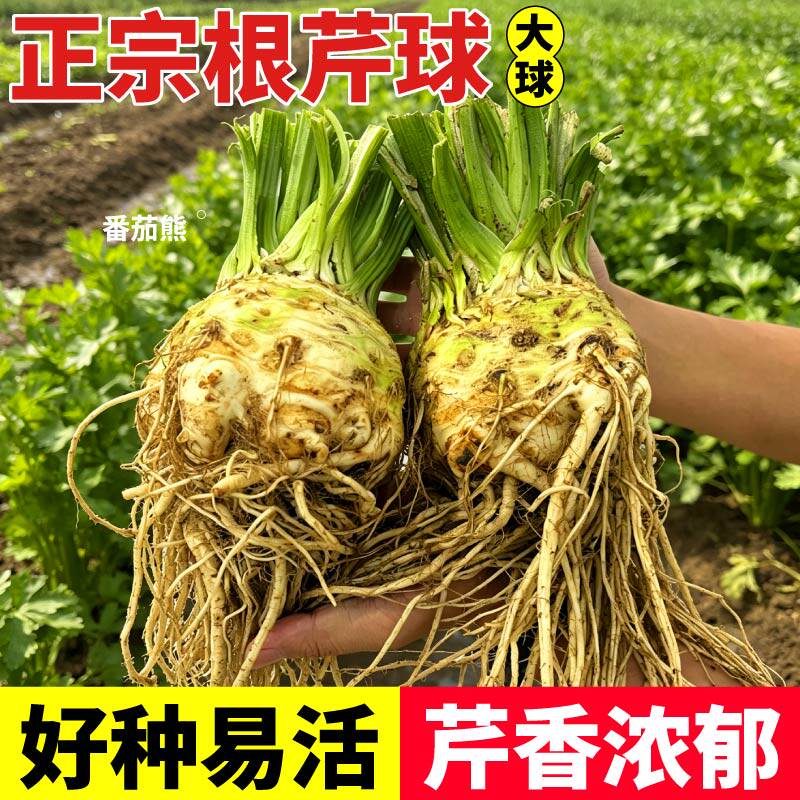 正宗根芹种球苗秧疙瘩可种植可食用根茎同食去叶根芹种球阳台盆栽