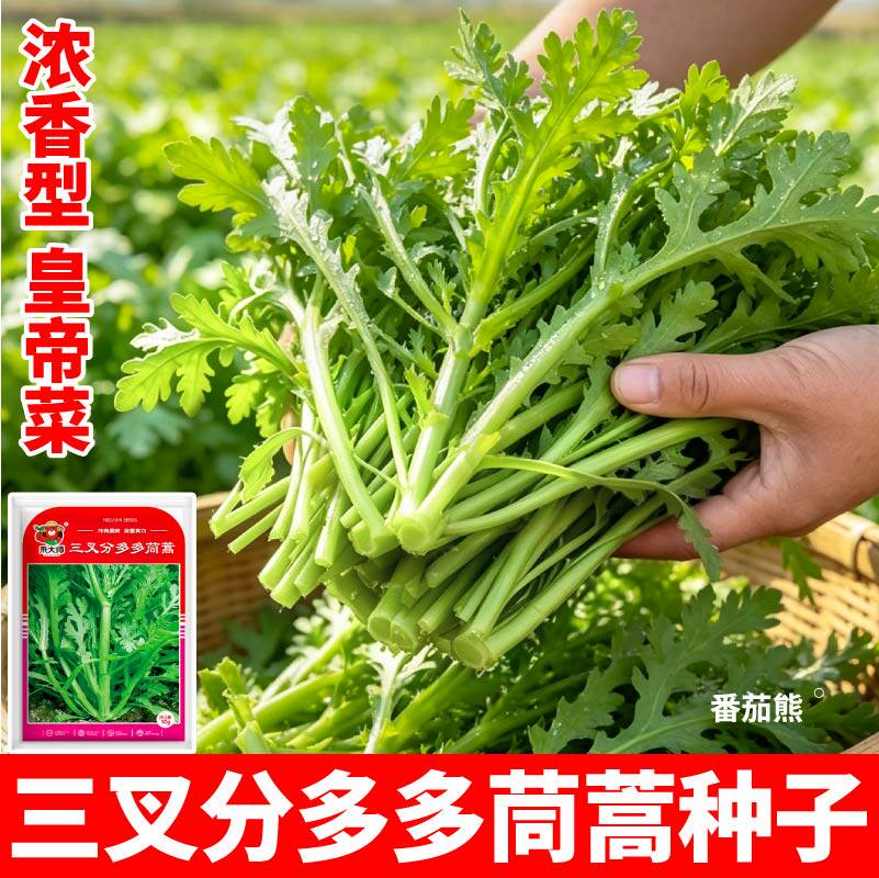 分多多三叉茼蒿皇帝菜清香浓郁高产青菜种正品茼蒿种子当季新种