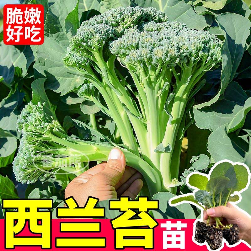 正宗西兰苔苗秧高产四季种植松花菜西兰花种子阳台小院盆栽