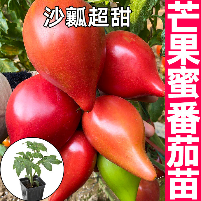 沙瓤超甜红黄芒果蜜番茄苗秧带土球西红柿种子籽四季春秋阳台盆栽