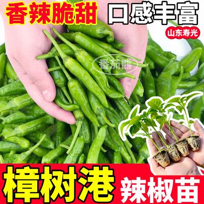 薄皮青椒种子阳台盆栽四季正宗