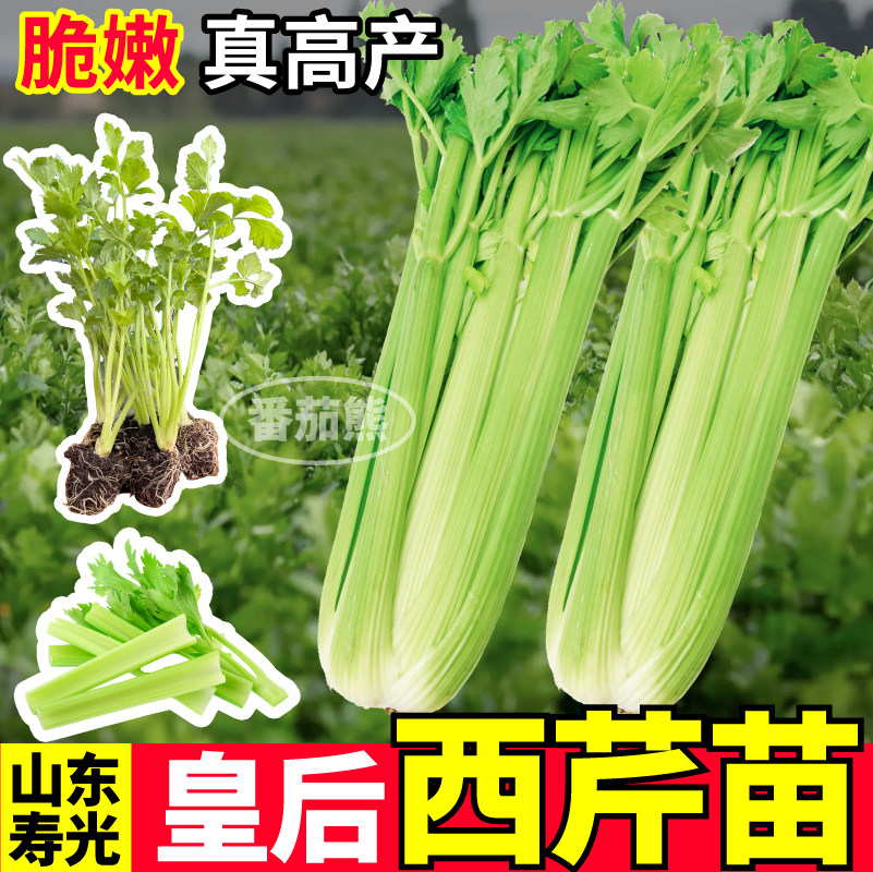 山东寿光皇后西芹苗秧脆嫩味浓水果芹菜种子四季高产红香芹香芹苗