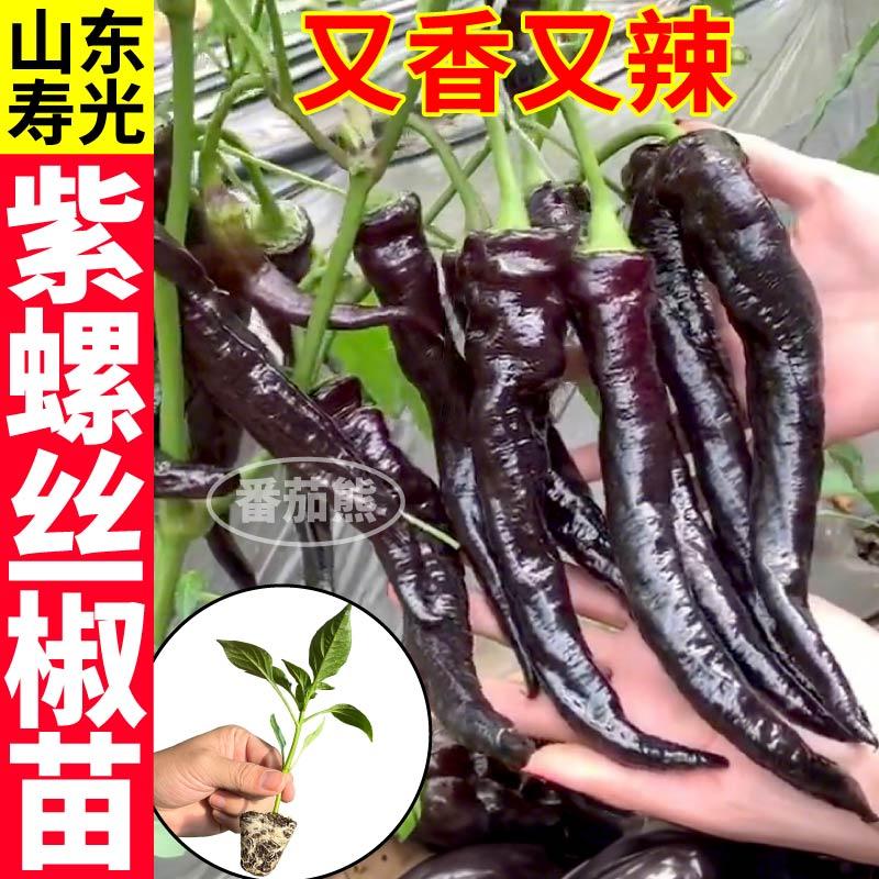压趴架紫螺丝椒苗秧四季蔬菜紫黑陇椒辣椒种子盆栽小院黑美人紫妃