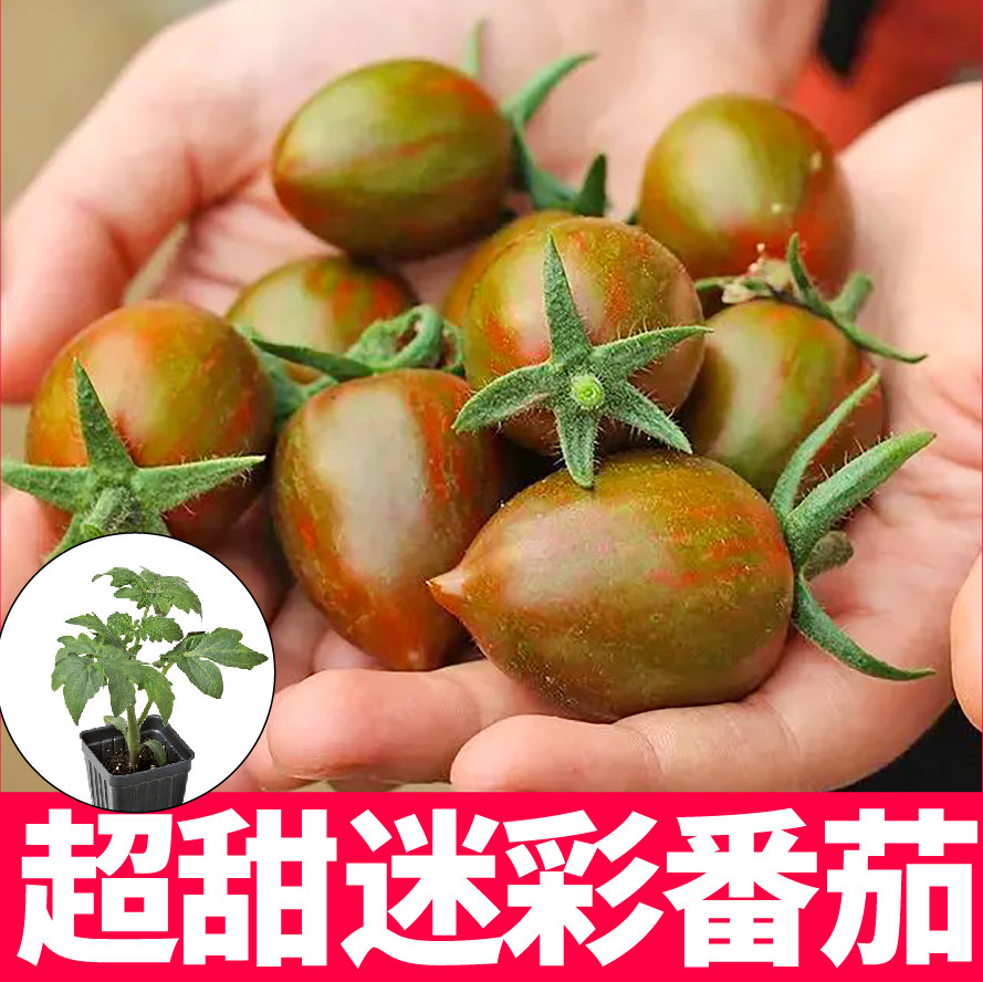 超甜迷彩小樱桃番茄苗秧紫玉圣女果西红柿虹彩花绣球种子四季盆栽