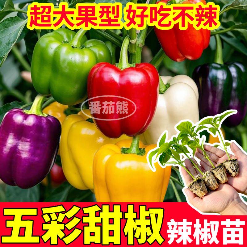 五彩甜椒苗秧带土球红黄绿灯笼椒种子圆方椒籽阳台四季盆栽蔬菜椒