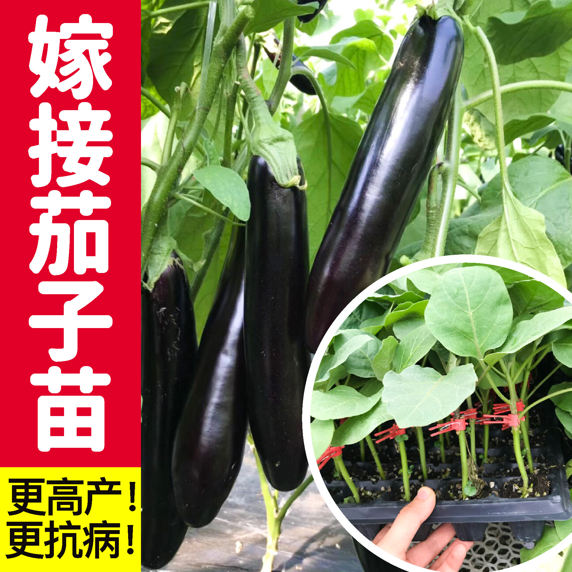 寿光嫁接茄子苗秧苗长茄圆茄杭茄春秋四季盆栽蔬菜白茄苗青茄高产
