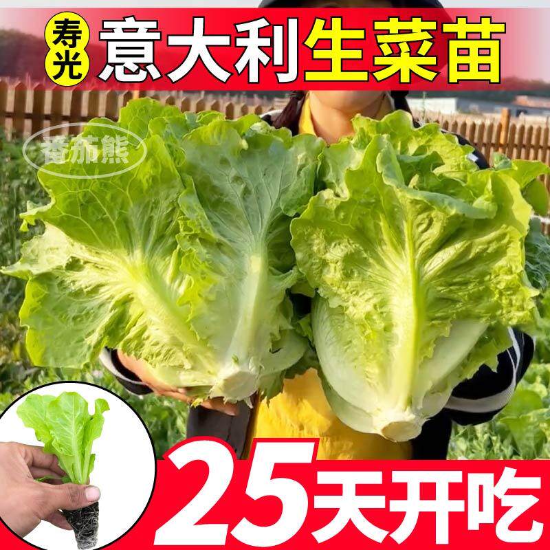寿光高产速生意大利生菜苗秧耐抽苔红皱大速结球生菜种子四季庭院