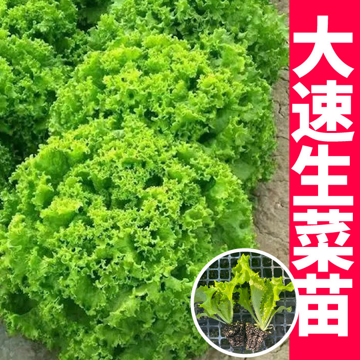 美国大速生生菜带土球穴盘秧苗幼苗长得快结球奶油红皱生菜种子