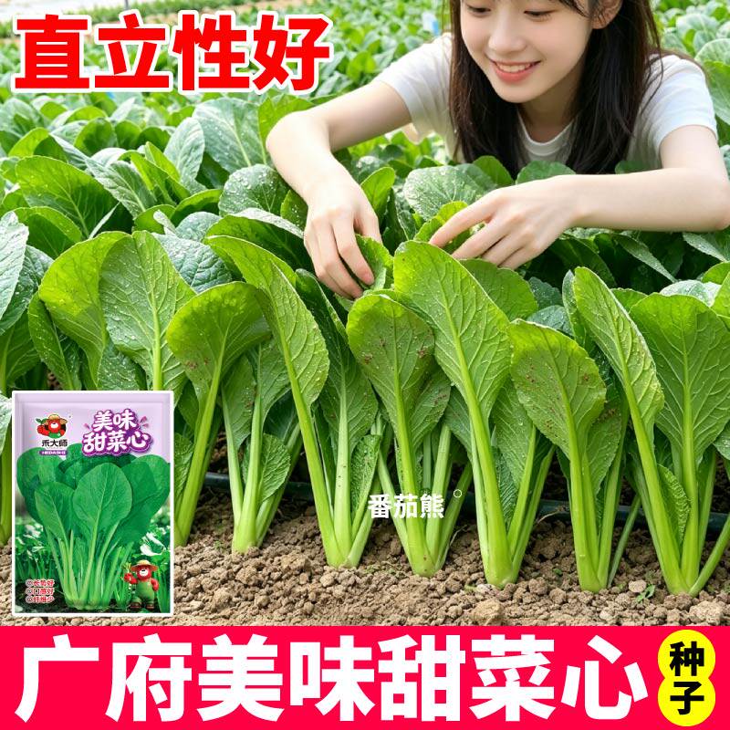 甜脆广府美味甜菜心种子籽香甜无渣高产抗病易活春秋播种田园种植