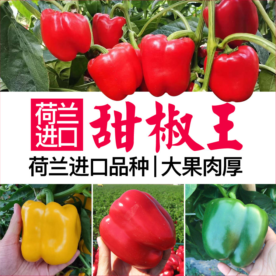 荷兰进口六色甜椒种子辣椒苗秧圆椒红黄绿方椒菜椒太空椒春秋盆栽