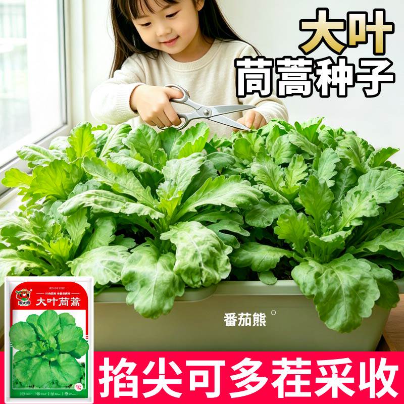 山东高产大叶茼蒿种子籽四季易活叶大小院青菜蔬菜籽阳台田园种植