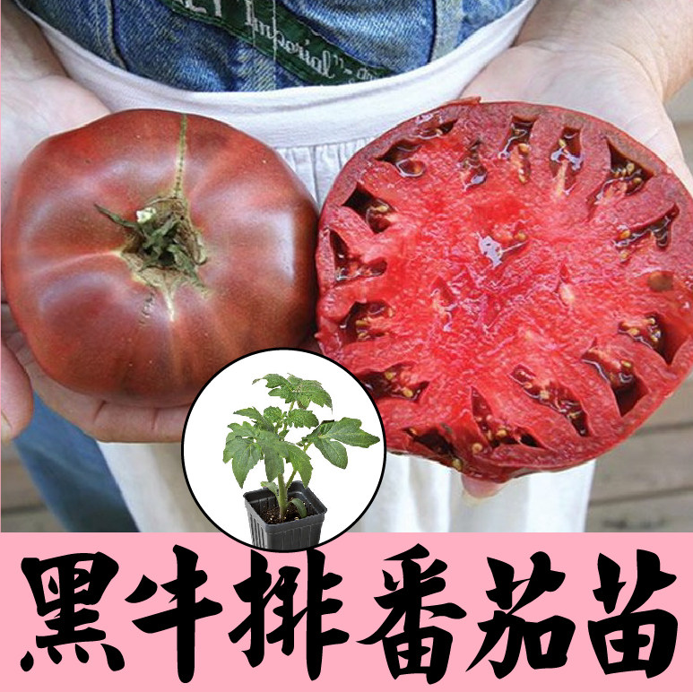 黑牛排番茄秧苗种子四季盆栽阳台马蹄番茄西红柿丑柿子丑八怪带土