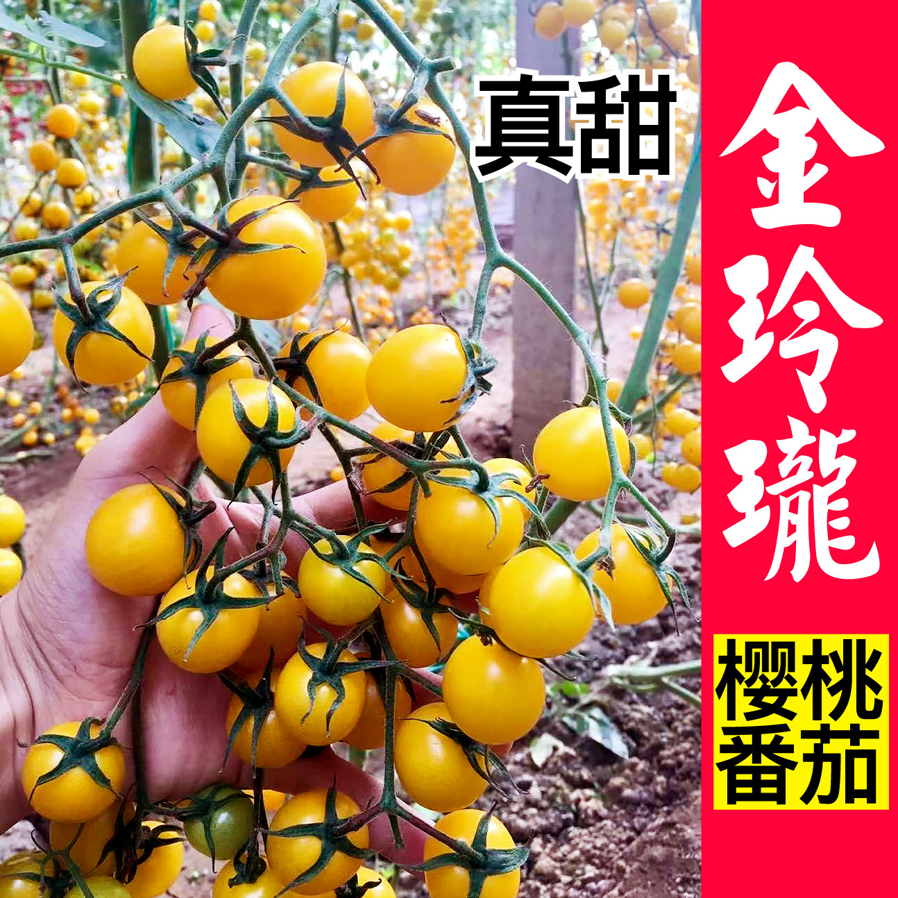超甜金玲珑黄色圣女果苗千禧水果盆栽小圣女果秧苗种子矮生