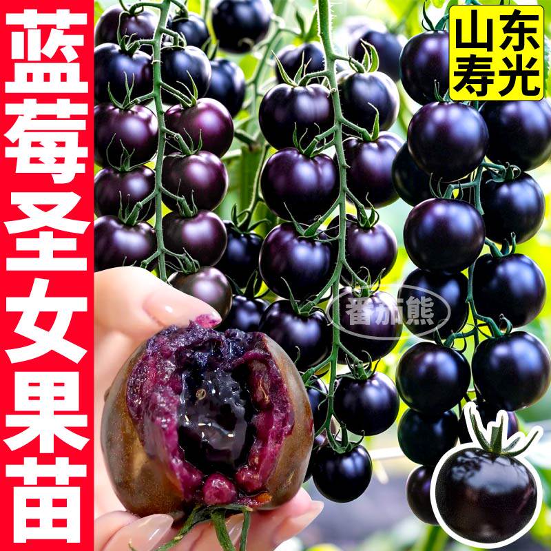 山东寿光爆汁超甜蓝莓番茄苗秧黑玫瑰纯黑紫色圣女果西红柿蔬菜苗