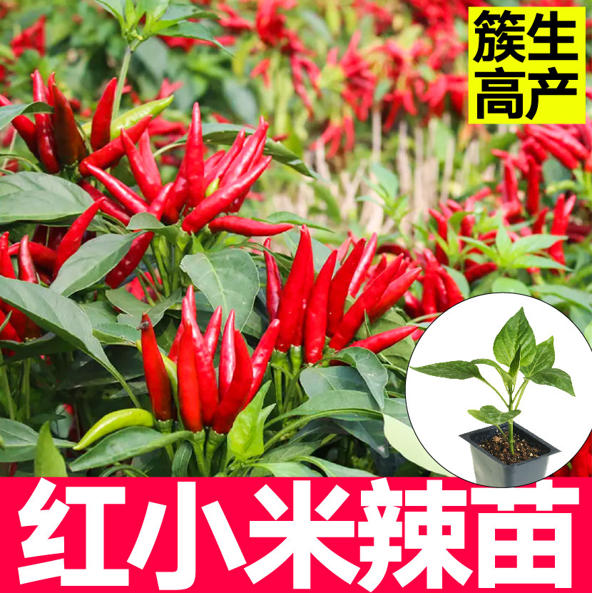高产簇生特辣红白小米辣苗秧朝天椒野山椒种子四季高产盆栽寿光